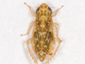 Adarrus ocellaris